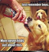 Image result for Funny Animal Thoughts of the Day