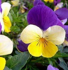 Image result for images pansies
