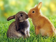 Image result for Cute Animal Love