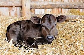 Image result for cattle new born