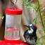 Image result for Acorn Woodpecker Granaries