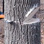 Image result for How to Cut Down Leaning Tree