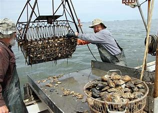 Image result for images chesapeake bay oysters
