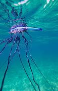Image result for Man O'War vs Jellyfish