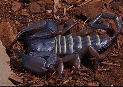 Image result for Creepy Scorpions