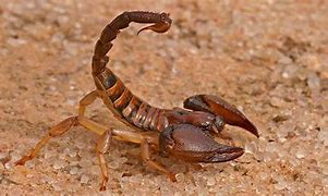 Image result for Las Vegas Scorpions