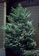 Image result for Leyland Cypress Tree, 4-5 Ft- America's Most Popular Privacy Tree | Evergreen Tree