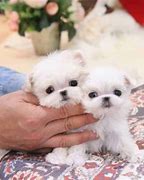 Image result for Cute Small Dogs for Adoption