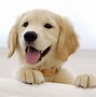 Image result for Keep Smiling Dog