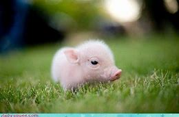 Image result for pig New born