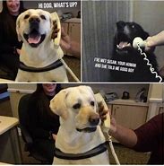 Image result for Labrador Retriever Funny Dog Memes