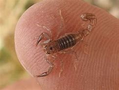 Image result for Types of Scorpions in Texas