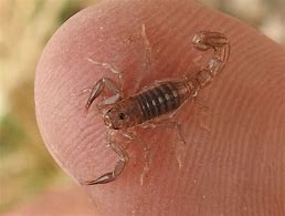 Image result for South Texas Scorpion