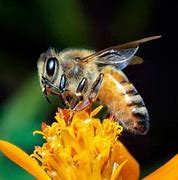 Image result for Dwarf Honey Bee