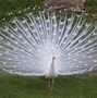 Image result for Mixed Albino Peacock