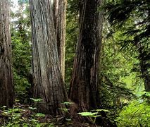 Image result for Pacific Northwest Cedar Trees