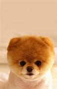 Image result for Puppy Wall for This Computer