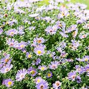 Image result for Asters Perennial
