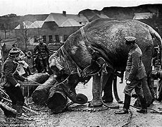 Image result for World War 1 Animals