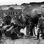 Image result for World War 1 Animals