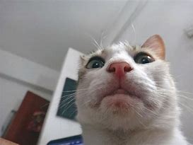 Image result for Weird Looking Cat
