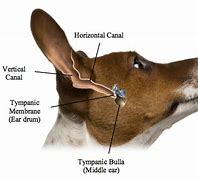 Image result for Dog Ear Canal