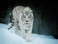 Image result for Cool Wallpapers Tigers in Snow