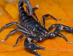 Image result for Biggest Scorpion Species