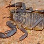 Image result for Fat Tail Scorpion Habitat