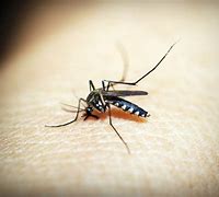 Image result for Florida Mosquito
