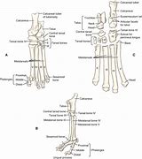 Image result for Dog Foot Anatomy Chart