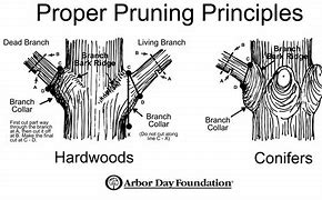 Image result for Leaning Tree Felling Techniques