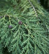 Image result for Types of Cedar Trees Leaves in Georgia