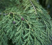 Image result for Cedar Plants Types