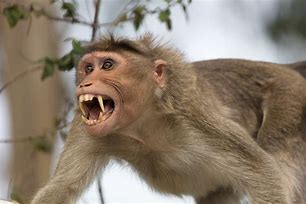 Image result for Indian Rhesus Monkey