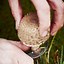 Image result for Poisonous Wild Mushrooms Identification