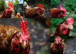 Image result for Chicken Clicking