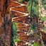 Image result for Zion National Park Angels