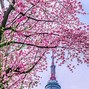 Image result for Seoul South Korea Cherry Blossoms