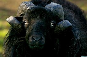 Résultat d’images pour moutons noirs