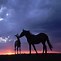 Image result for Baby Horses