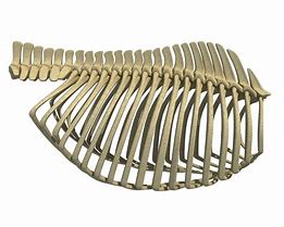 Image result for Bird Rib Cage