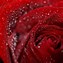 Image result for Valentine's Day Flowers Art