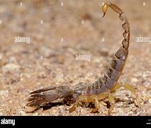 Image result for Scorpion Attack