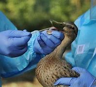 Image result for Bird Flu Symptoms in Ducks