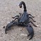 Image result for black scorpions pets