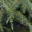 Image result for Deodar Cedar Tree Identification