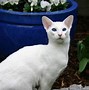 Image result for Long Haired White Cat