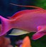 Image result for Saltwater Fish Animal
