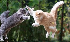 Image result for East Coast Cats Fight